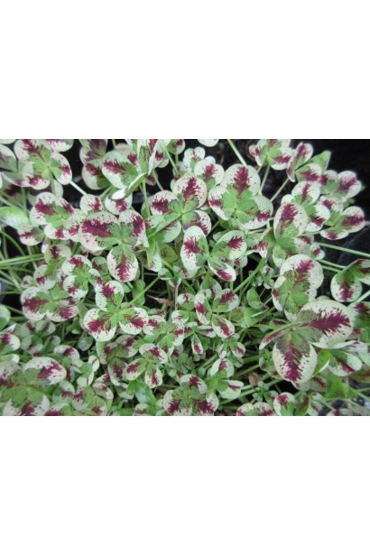 Низький барвистий покрив з декоративної конюшини